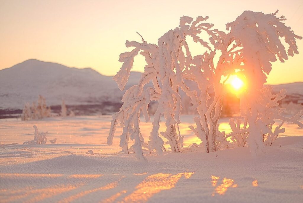 Winter wonderland