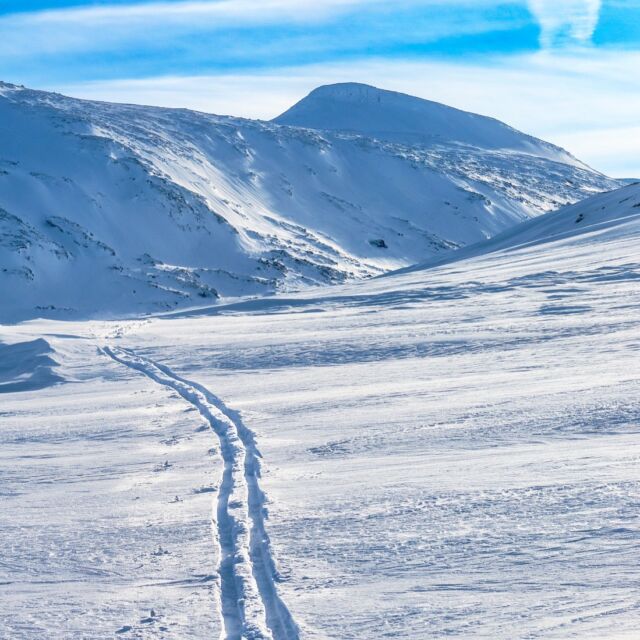 Det är riktigt vindpackat och isigt ovanför trädgränsen men den som söker ska även finna en liten yta med fin kallsnö. Tydliga spårstämplar från till synes ovanlig art. #fjelliv #utpåturaldrisur #turskidor #talvi #lifeinthemountains #bergliebe #skiing #nordicskiing #zweden #springtime #natuur #naturelover #turglede #fjelltur
