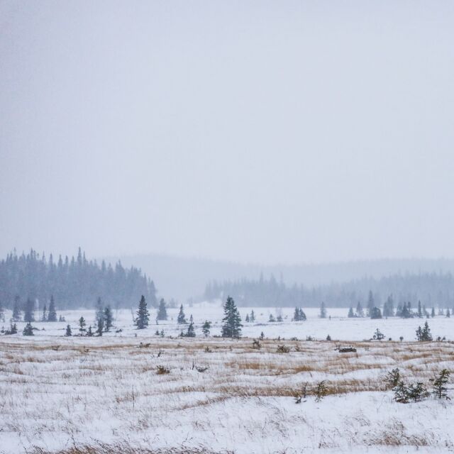 Från 60 cm kall fluffig snö till 10 cm blöt och tung snö på knappt ett dygn. Det gäller onekligen att hänga med i svängarna.#everydaylife #verkligheten #hösten #greyday #jämtland #utpåturaldrisur #åre #älskaåre #handöl #höstvinter #naturephotography #fiftyshadesofgrey #gråskala #liveterbestute #jämtlandhärjedalen