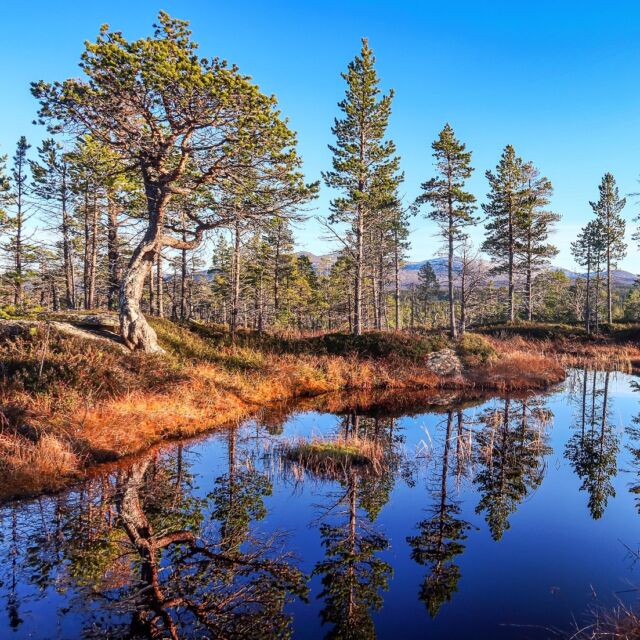 Lagomt till helgen kom hösten tillbaks till äventyrsskogen. Helt stilla, värmande sol och doften av gammeltallarna. Nu tar vi helg! #furuskog #äventyr #woodlovers #lifeinthemountains #handölsdalen #jämtland #forestphotography #naturephotography #naturelovers #åre #zweden #natuur #weekendmode #pinetree