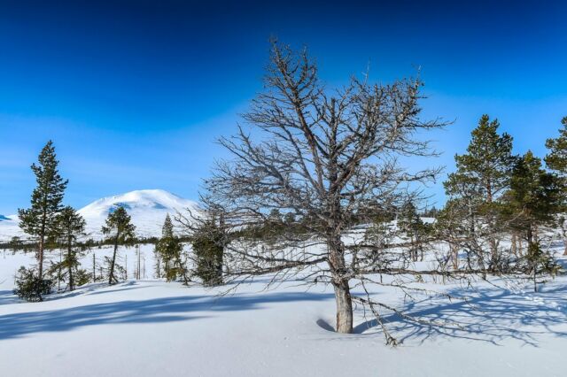 Äntligen en dag hos de gamla, krokiga, gråa, korta, långa, tjocka och vridna tuffingarna. #homesweethome #mellanfjällen #naturelovers #treelovers #lifeinthemountains #bergliebe #natuur #zweden #skiing #sunnyday #schweden #fjellski #turskidor #vinterfjäll