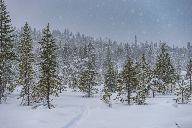 Mindre än en vecka till dårhuset börjar igen! Ni som hängt med mig ett tag vet att december=julkalender där lite vad som helst kan hända här. För 7e året är det dags för en julkalendern med naturen i fokus. Tro vad som händer i år? Har du några önskningar, förhoppningar eller frågor som bör besvaras? Kommentera eller skicka DM så får vi se vilken galenskap det blir i år. 😱 #julkalendern #utpåturaldrisur #fjellkos #wintervibes #woodenski #treski #liveterbestute #skiing #naturelovers #winterwonderland #natuurfotografie #zweden #jämtland #åre #vintermys