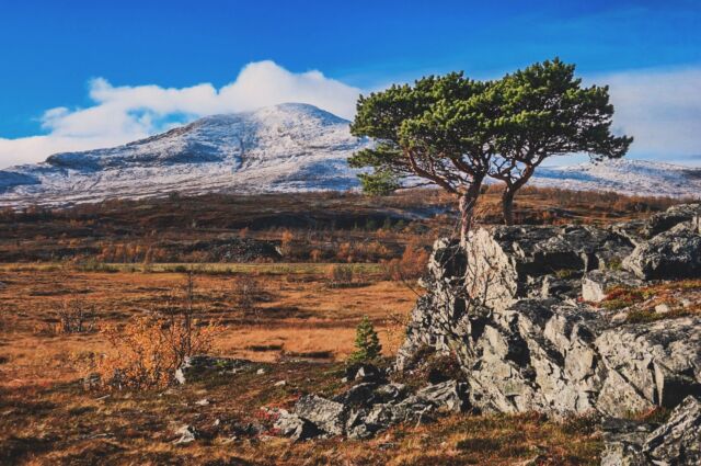 Fina kontraster hos Bonzaitallen. #handöl #homesweethome #jämtland #höst #naturelovers #natuur #zweden #treelovers #pinetree #autumn #fjelltur #naturephotography #lifeinthemountains #liveterbestute #utpåturaldrisur