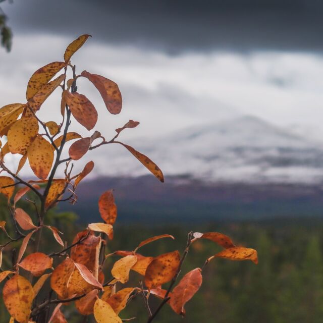 Hösten är på upphällningen och naturen förbereder sig inför dvalan. Eller, det kanske inte bara är naturen som är redo för vintervila, själv njuter jag av en stilla grå dag som den här. #homesweethome #handöl #jämland #winteriscoming #höst #fjelliv #utpåturaldrisur #fjellkos #liveterbestute #jämtlandsfjällen #naturelover #lovewhereyoulive