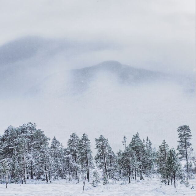 Idag kom den! Julkänslan. 2-3 dm blötnsnö får skogen att se ut som ett julkort, det är synd man måste gå med stövlar istället för skidor. Men snart, kanske snart kan man ta fram träplankorna! #winteriscoming #handöl #jämtland #åre #höstvinter #nature #zweden #natuurfotografie #naturelovers #liveterbestute #utpåturaldrisur