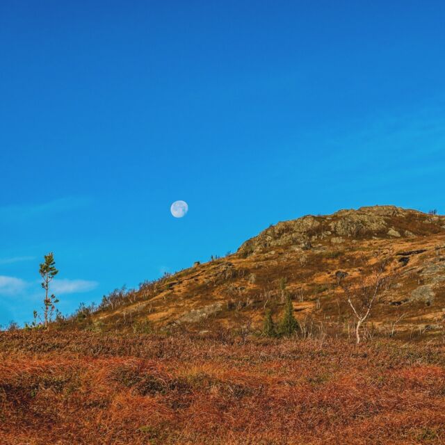 Månen smyger runt Vala. Vilken show månen har haft i helgen, till och med på blanka dagen har fullmånen varit väldigt synlig! #fullmoon #fullmåne #täljstensvalen #jämtland #åre #moonset #natuur #naturelovers #liveterbestute #utpåturaldrisur #moonlight #autumn #höst #jämtlandsfjällen #zweden