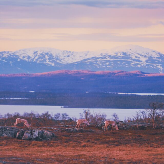 Det borde va olagligt med regn i april! Det är så grått både utanför dörren och i omvärlden, så var tvungen att gräva längst ner i bildarkivet och gotta mig i mest färgglada av ögonblick.