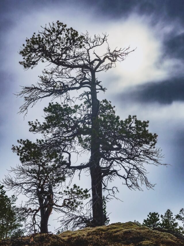 I väntan och längtan efter påskens skidåkning är det fint att umgås med byns äldsta. Snöläget är inte så uppiggande men till fjälls är det i alla fall åkbart.