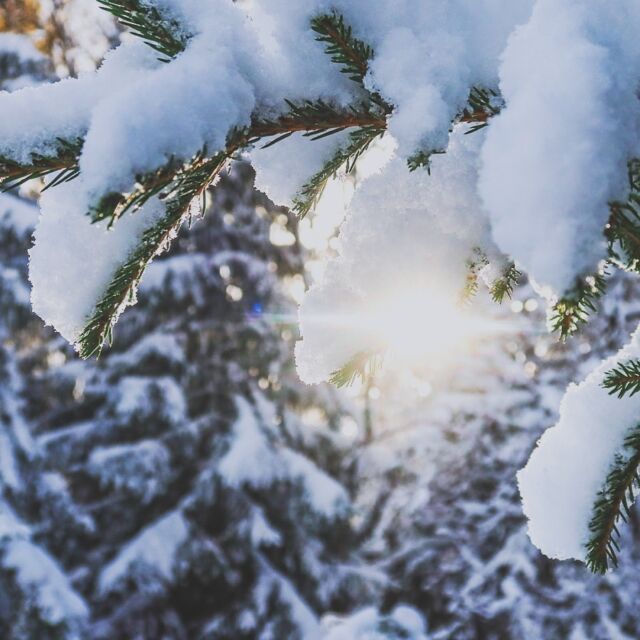 Kung Bore tittade in med en decimeter nysnö imorse. Tänk att det är lika överraskande varje år, som tur är morgonljuset är lika magiskt som alltid. #naturelovers #jämtland #kungbore #winteriscoming #åre #älskaåre #zweden #naturephotography #herkommervintern #fjellkos